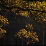 Elterwater #10