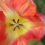 Tulip