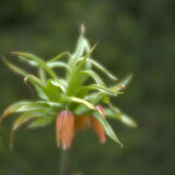 Fritillarium Imperialis