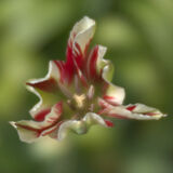 Ragged Tulip 2