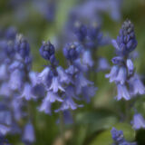 Bluebells