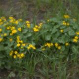 Marsh Marigolds