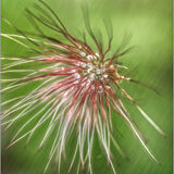 Pasque Flower 07