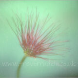 Pasque Flower 06