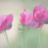 In The Pink (RPS Digital Imaging Exhibition)