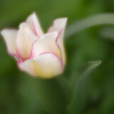 Kelmarsh Hall Gardens