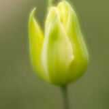 Kelmarsh Hall Gardens