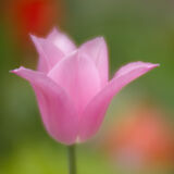 Kelmarsh Hall Gardens