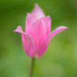 Kelmarsh Hall Gardens