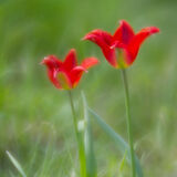 Kelmarsh Hall Gardens