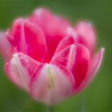 Kelmarsh Hall Gardens