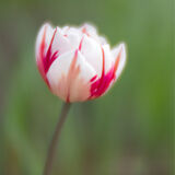 Kelmarsh Hall Gardens