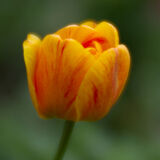 Kelmarsh Hall Gardens