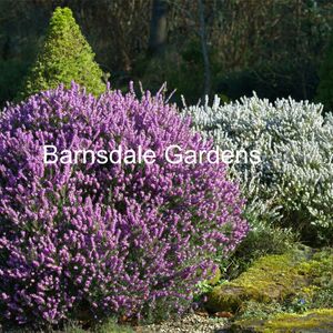 2025-03 Barnsdale Gardens