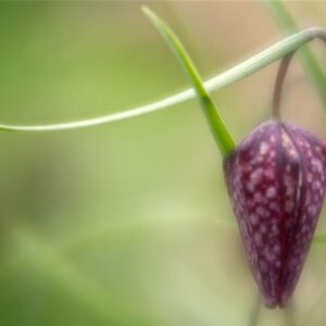 Fritillary