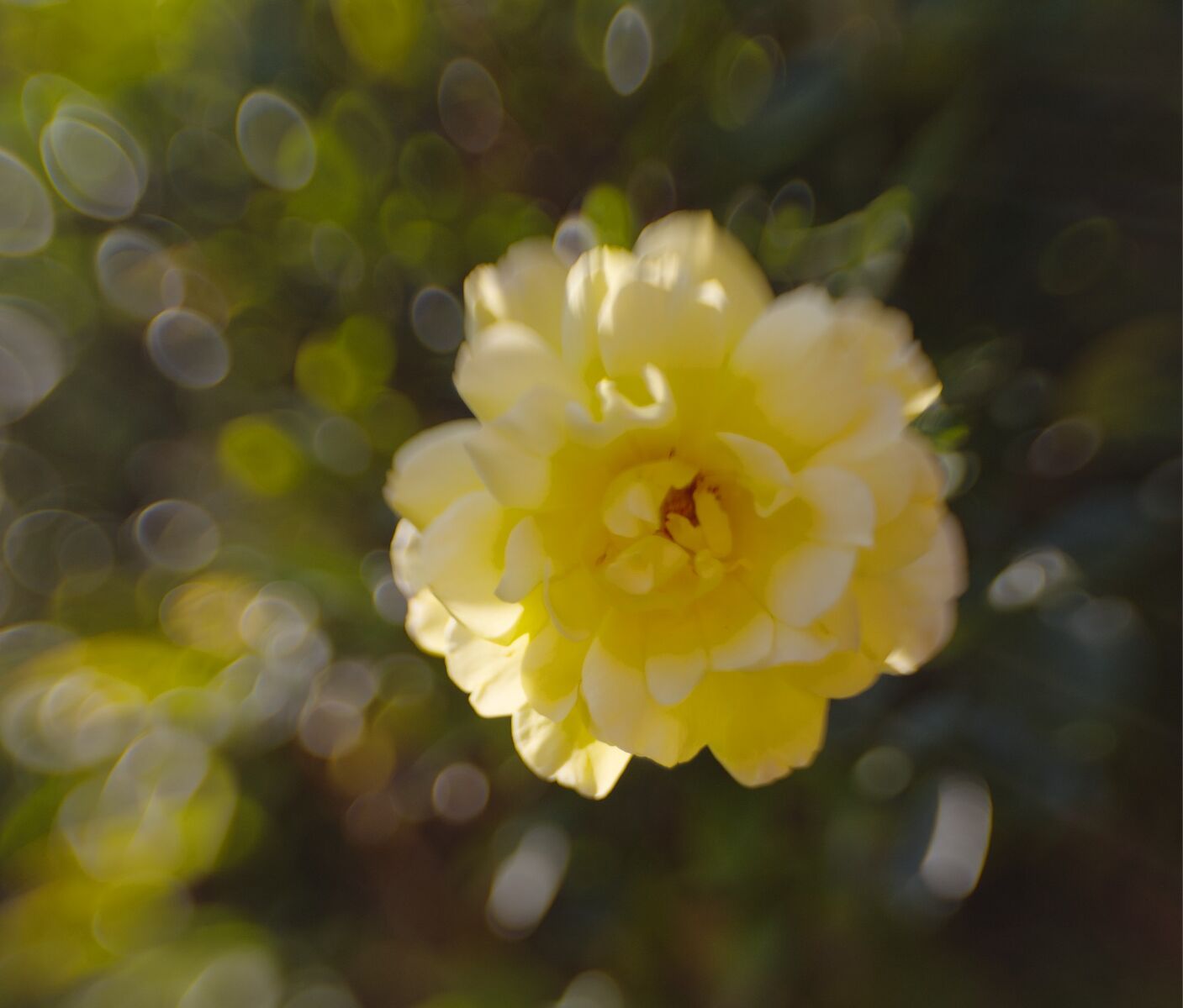 Lensbaby Rose