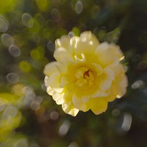 Lensbaby Rose