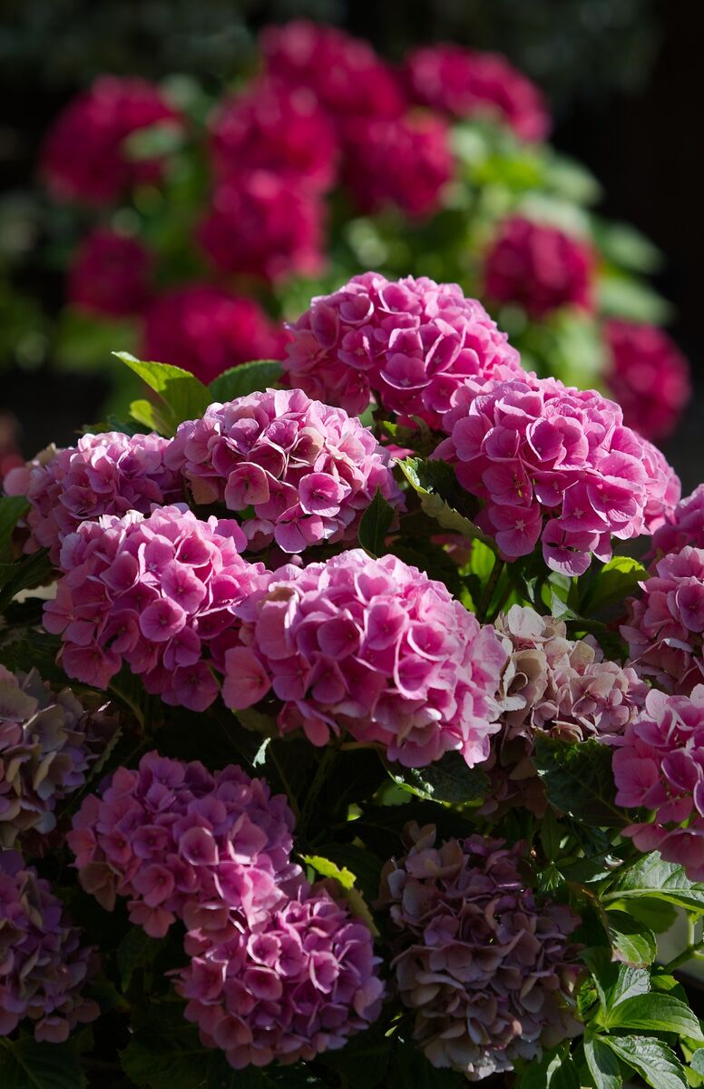 Hydrangeas