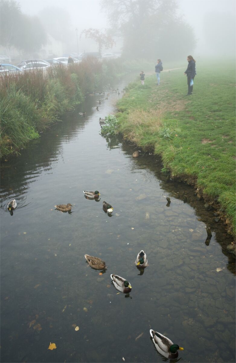 251012 Hello Me Ducks