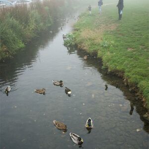 251012 Hello Me Ducks