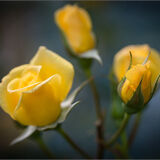 Alnwick Gardens 3