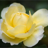 Alnwick Gardens 4