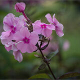 Alnwick Gardens 5