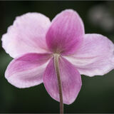Alnwick Gardens 1