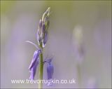 Bluebell Buds