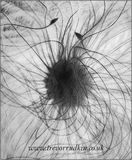 Clematis Seed Head