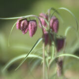 Fritillaries 02
