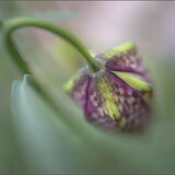 Fritillary 01