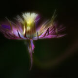 Garden Glow (RPS Digital Imaging Exhibition)