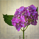Hydrangea