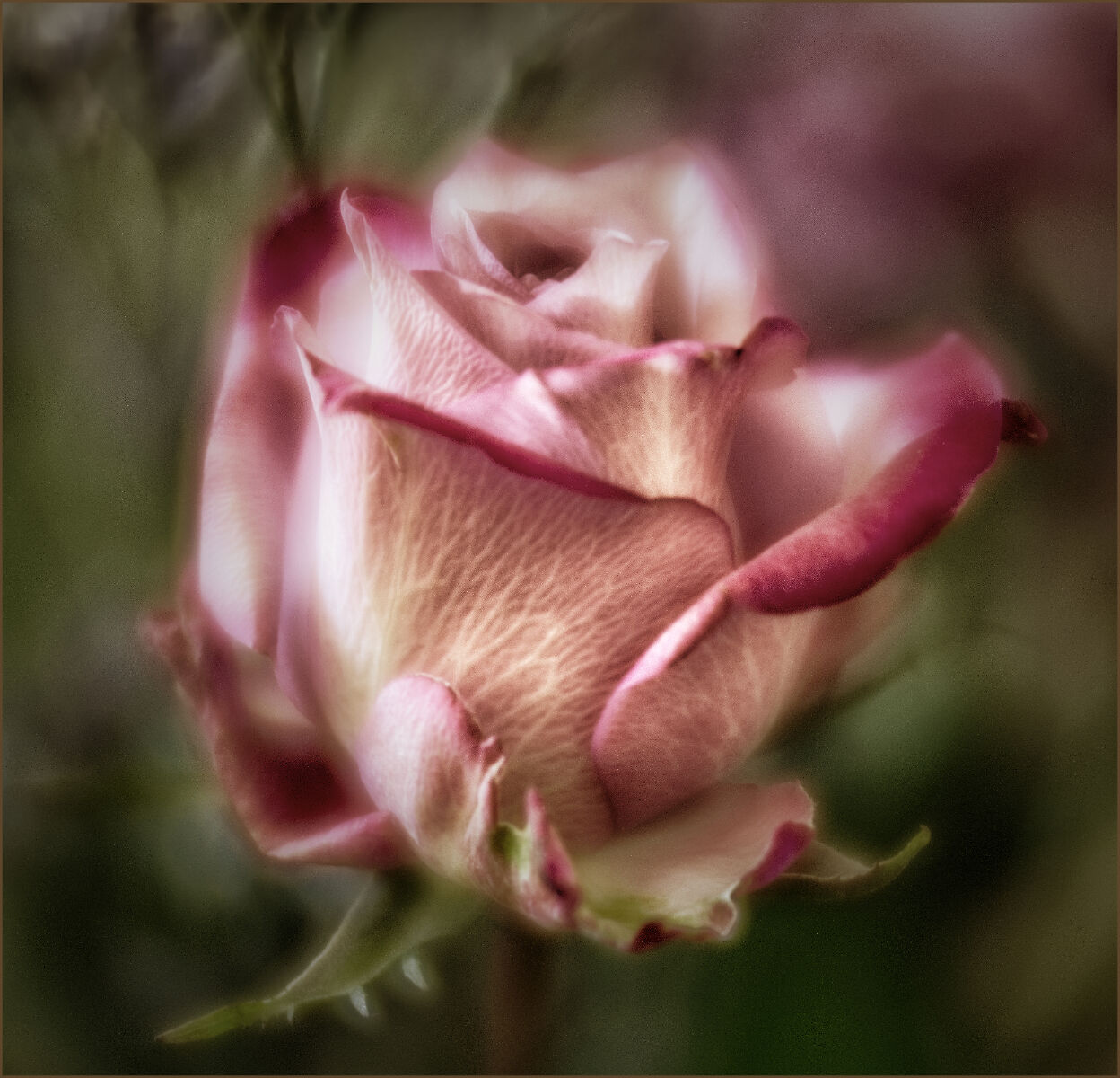 Just A Rose