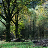 Holme Wood #1