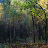 Holme Wood #2