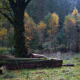 Holme Wood #3