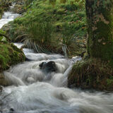 Holme Wood #4