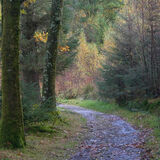 Holme Wood #5