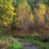 Holme Wood #6