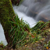 Holme Wood #8