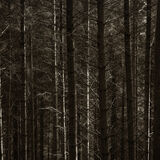 Whinlatter Forest #1