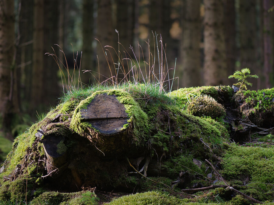 Whinlatter Forest #2