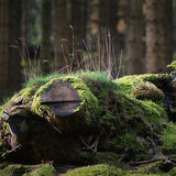 Whinlatter Forest #2