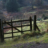 Whinlatter Forest #3