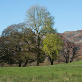 Elterwater #4