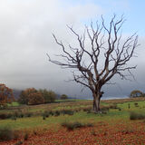 Dead Tree