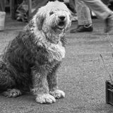 Stamford Market 1981