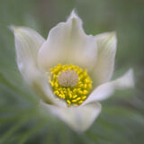 Pasque Flower 04